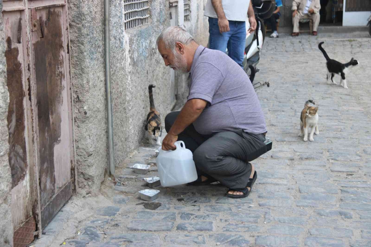 Diyarbakır’da sokak hayvanlarına destek: Günde 3 bin hayvana mama dağıtılıyor
