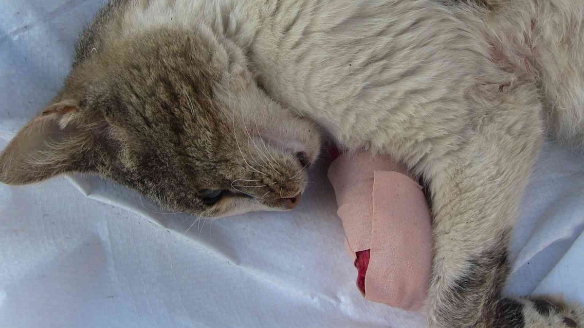 Artvin’de mahalle sakinleri hasta kedi için seferber oldu
