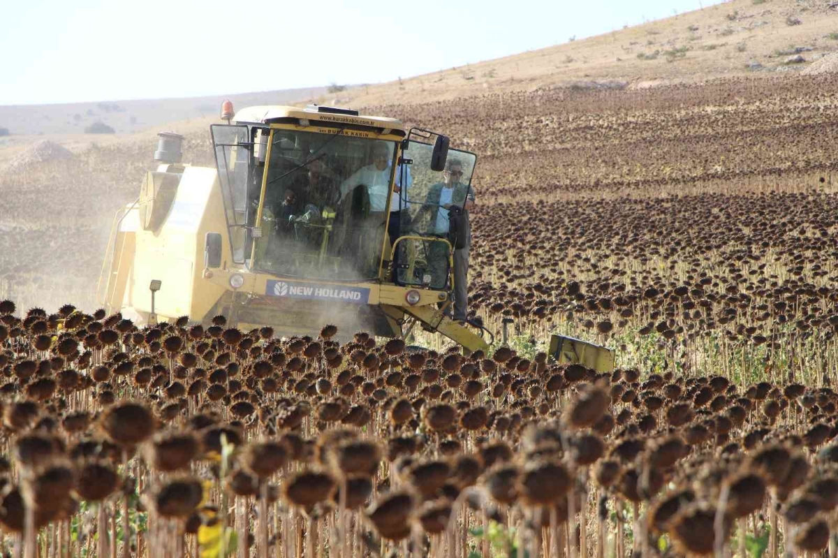 Geçen yılın en kurak kenti Amasya’da ayçiçeği üretimi bu yıl 2 kat arttı
