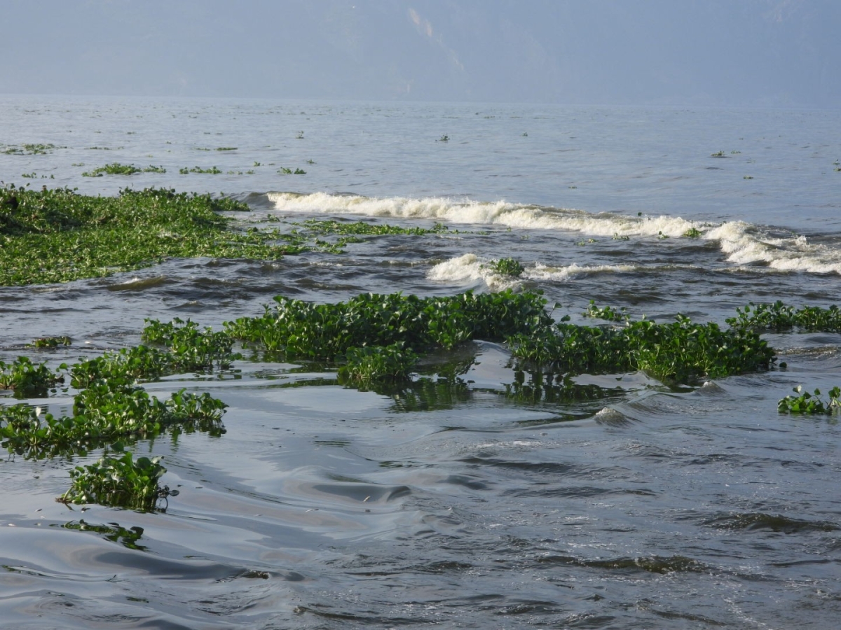 Hatay’da su sümbülleri ve ölü balıklar Samandağ sahiline yayıldı
