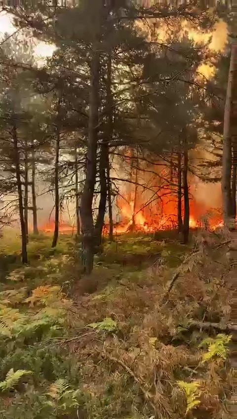 Tokat’ta korkutan orman yangını
