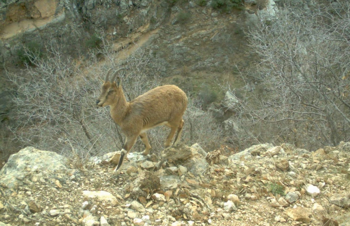 Dağ keçileri Eruh’ta otlanırken görüntülendi
