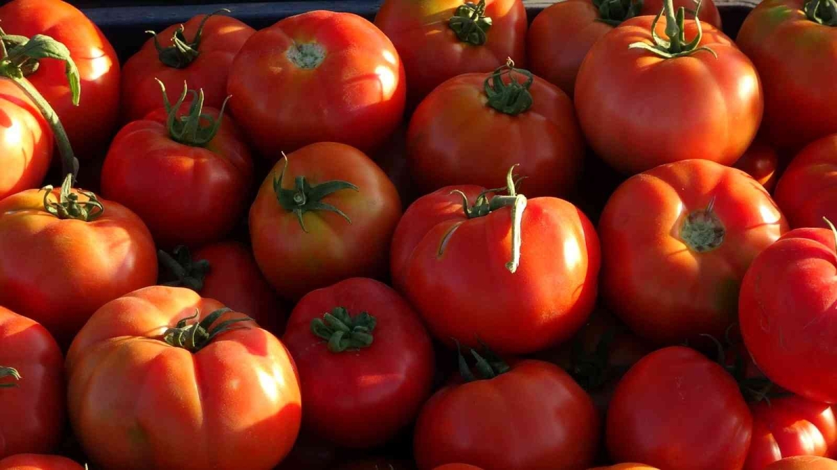 Tarladan tezgahlara domates hasadı
