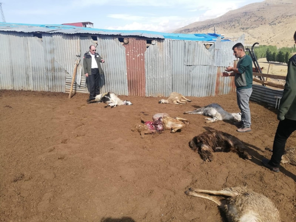 Sürüye saldıran kurtlar 12 koyunu telef etti

