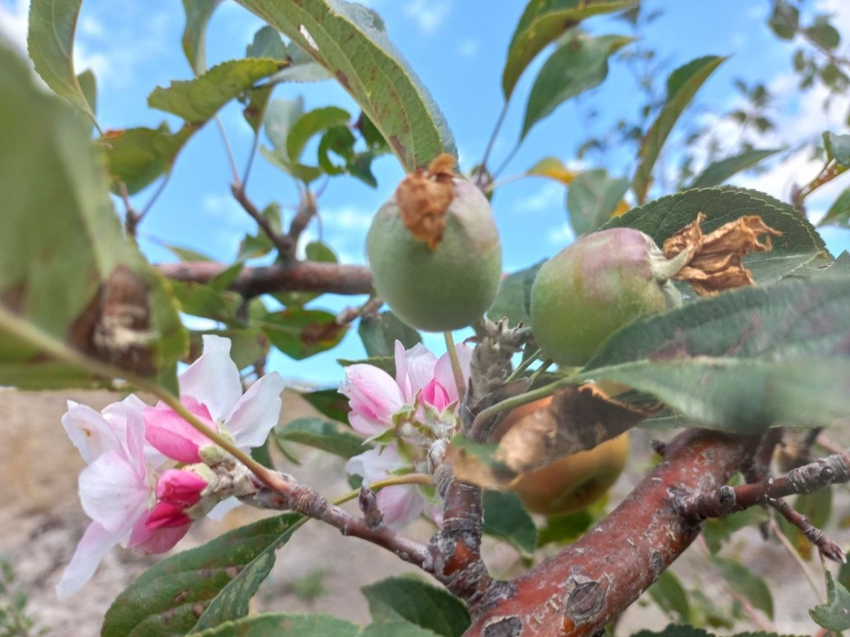 Eylül ayında elma ağacı çiçek açtı
