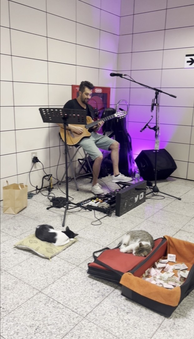 Marmaray İstasyonunu mesken tutan sevimli kedilerin müzik keyfi
