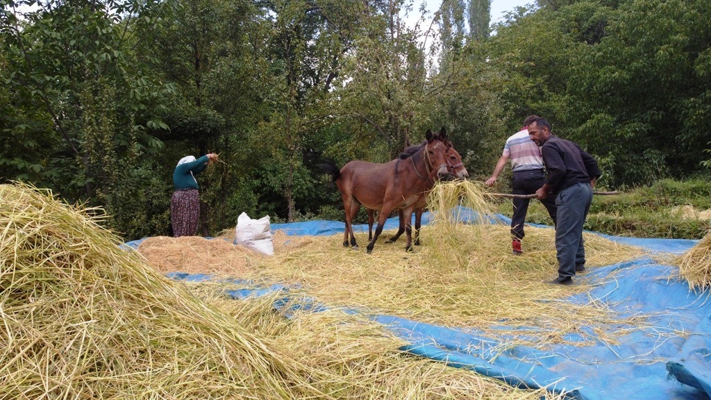 Bitlis’te geleneksel yöntemlerle pirinç hasadı yapılıyor
