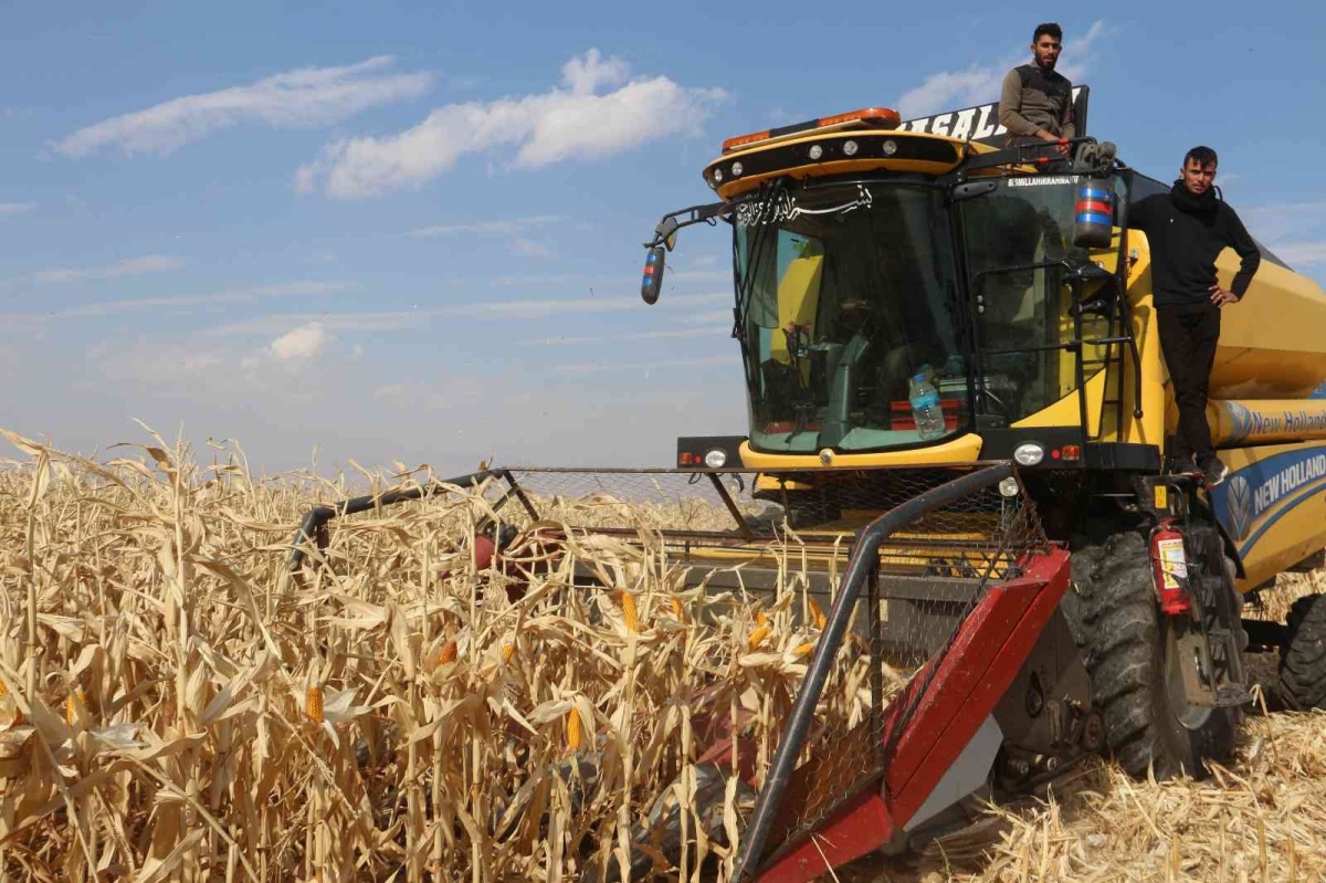 Erzurum’da ilk defa danelik mısır hasadı yapıldı
