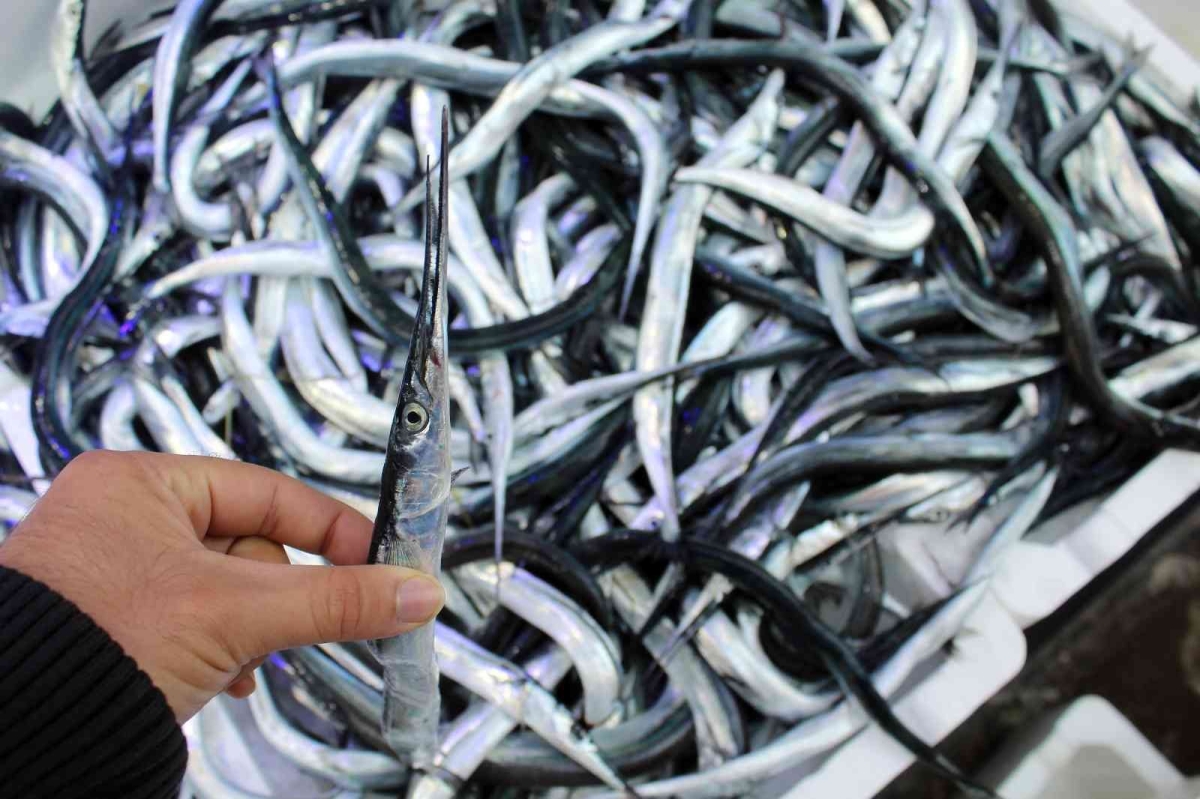 Fosforuyla ünlü zargana balığı kilosu 60 liradan satılıyor
