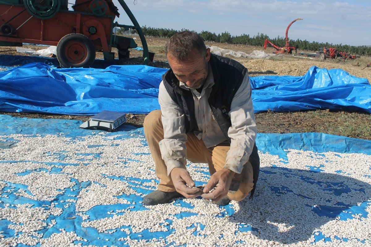 Manyas’ta Kazak fasulyesi hasadı başladı
