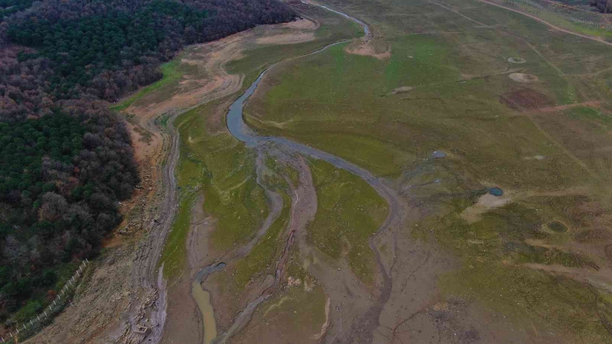 Suların çekildiği Ömerli Baraj’ında artık büyükbaş hayvanlar otlatılıyor

