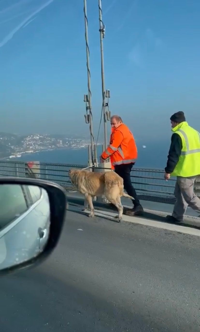 15 Temmuz Şehitler Köprüsünde sokak köpeğini görenler şaşkınlığını gizleyemedi

