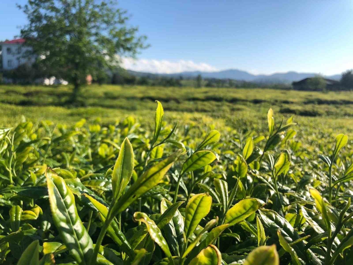 Lipton, Doğu Karadeniz’de çay hasadına başladı

