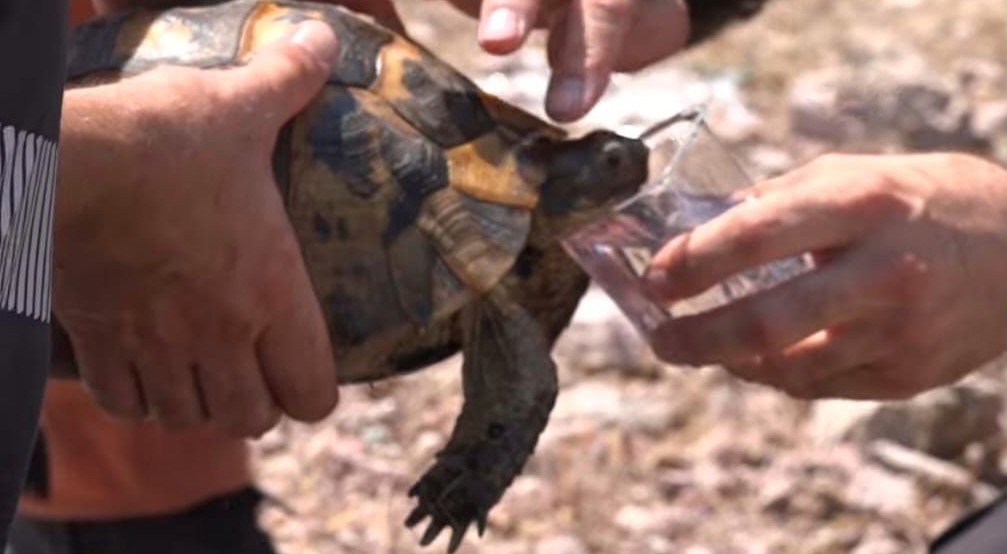 Yangın ortasında kalan kaplumbağayı Ümraniye Belediyesi ekipleri kurtardı
