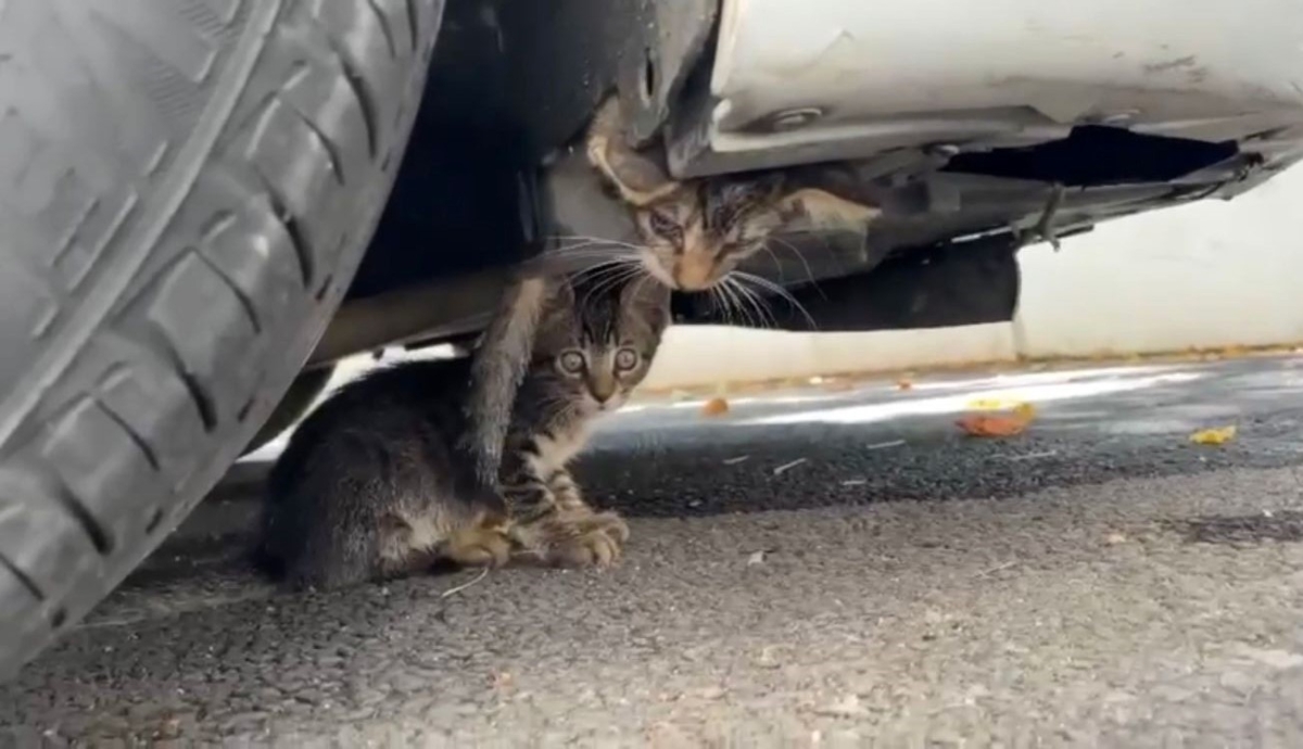 Güngören’de araç motoruna sıkışan kedi kurtarıldı
