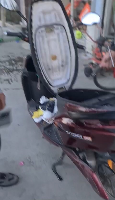 Arnavutköy’de motosikletin koltuk kısmını açtılar, altından yavru kedi çıktı
