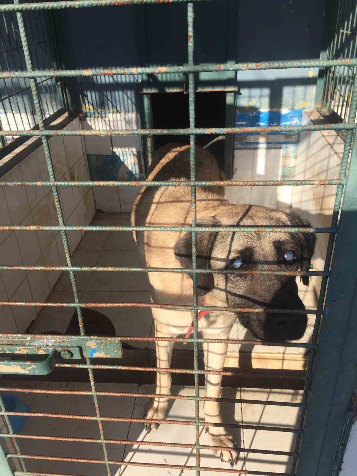 Kadıköy Belediyesi Geçici Hayvan Bakımevi’nden sahiplendiği görme engelli köpeğine ev kiraladı
