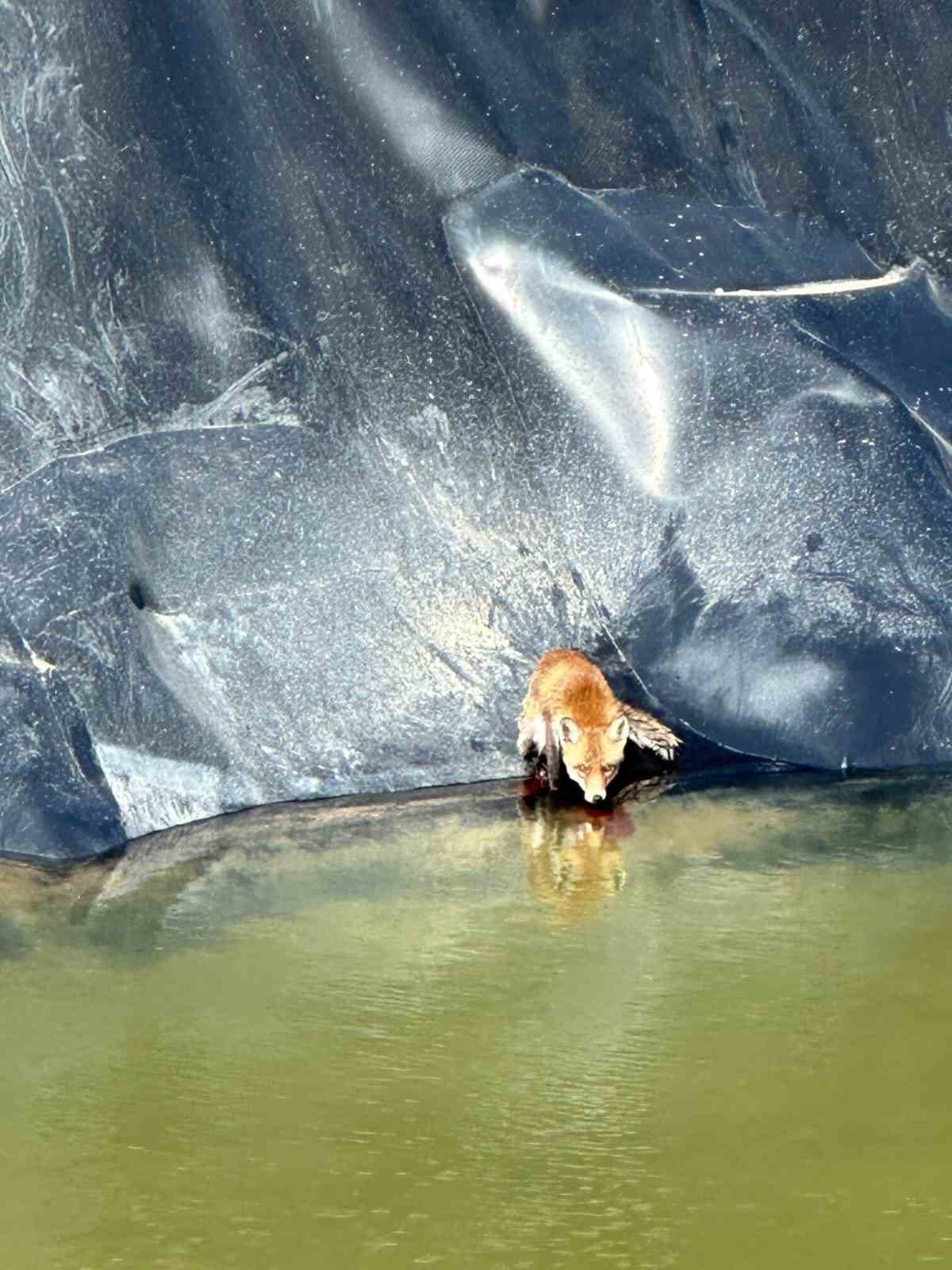 Silivri’de sondaj çukuruna düşen tilkiyi itfaiye ekipleri kurtardı
