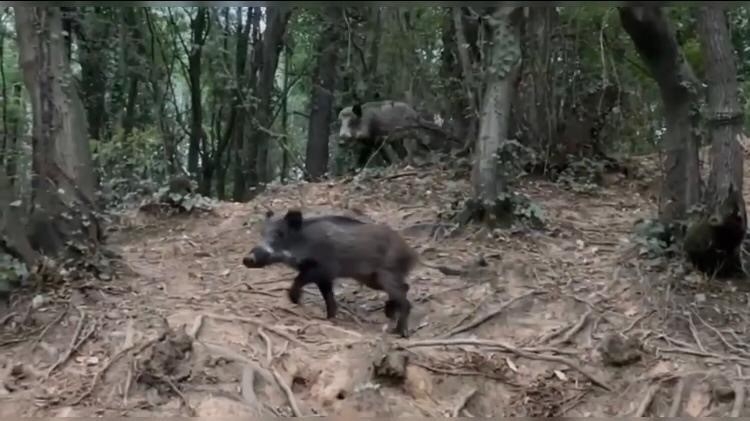 Sarıyer’de sürücünün domuz şaşkınlığı kamerada: Domuzu 