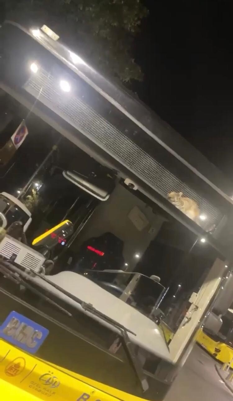 Otobüsün gösterge panelinde mahsur kalan kedi kamerada: Şoförler ve yolcular seferber oldu
