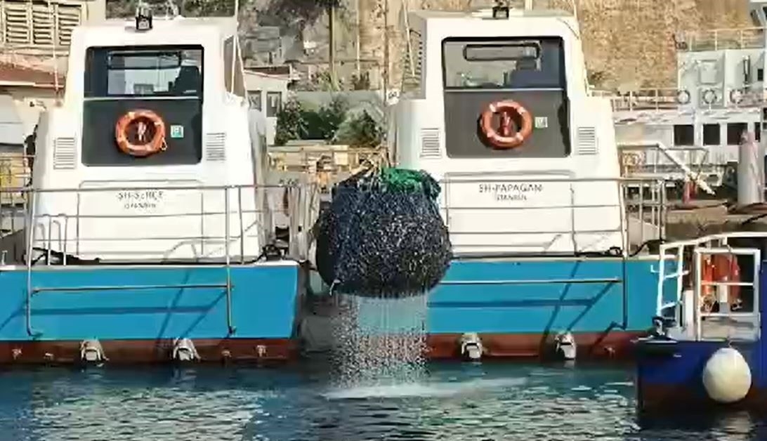 Kaçak avlanarak denize zulalanan 1,5 ton midye ele geçirildi
