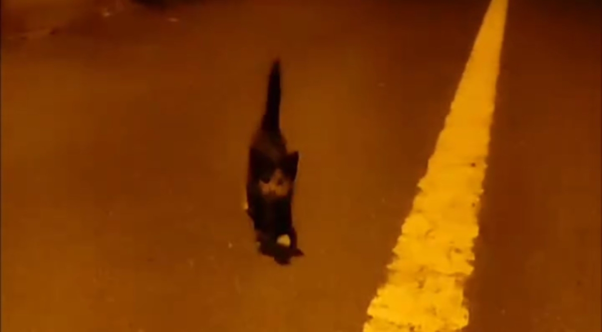 Arnavutköy’de otoyol kenarındaki yavru kedi tır sürücüsünün dikkati sayesinde kurtuldu
