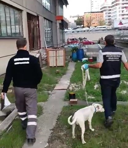 İstanbul’da köpeğe şiddet uygulayan şahsa 4 bin 554 TL para cezası
