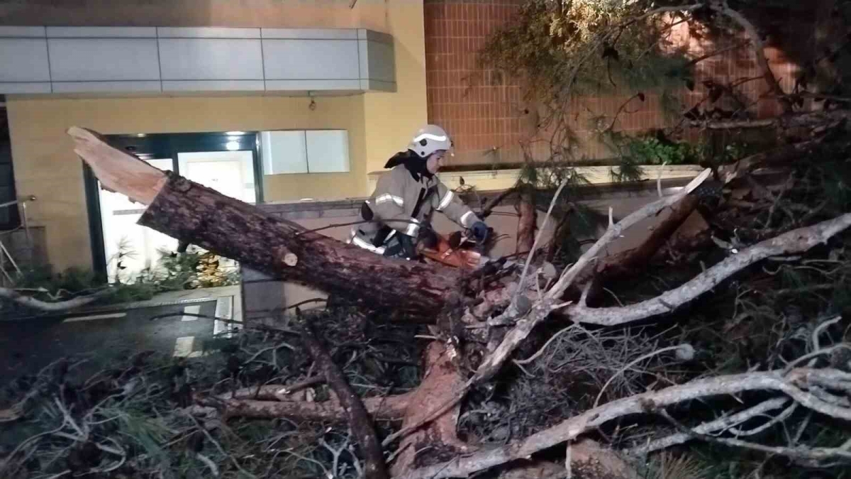 Kadıköy’de hastane bahçesine ağaç devrildi
