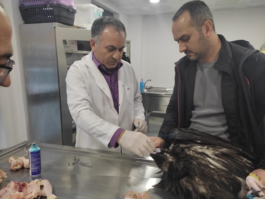 Kartal Belediyesi Veteriner İşleri Müdürlüğü ekipleri yaralı akbabayı tedavi altına aldı
