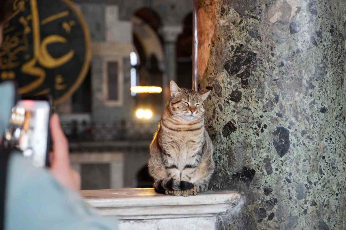 Ayasofya Camii’nin ziyaret katına giren ilk kedi turistlerin yeni Gli’si oldu
