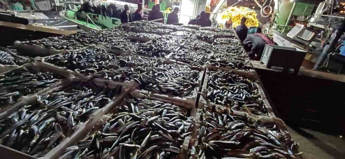 İstanbul’da kaçak avlanmış 8 ton istavrit balığı ele geçirildi
