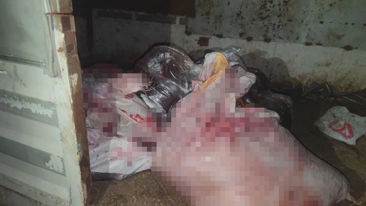 Sultangazi’de at eti baskını: Kamyonetten at eti çıktı, ahırda ise 3 at bulundu
