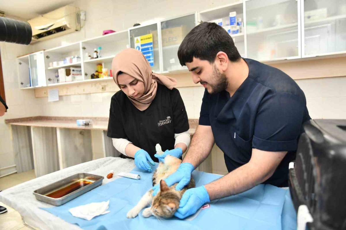 Esenyurt Belediyesi ekipleri hamile kediyi Modern Hayvan Bakımevi’nde tedavi ettirdi
