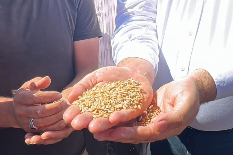 CHP'li Karasu: 1 kilo buğday, 1 bardak çay etmiyor!